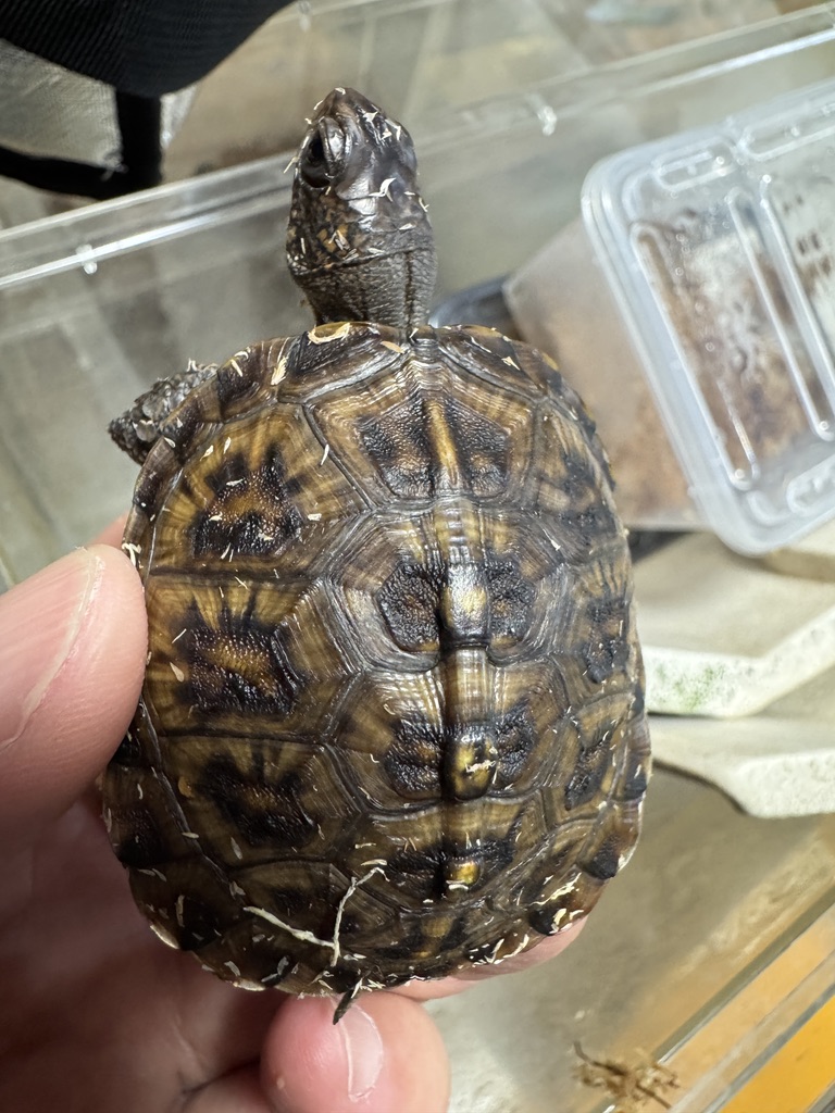 トウブハコガメ（kame-yaナオ Y1血統 2025CB）