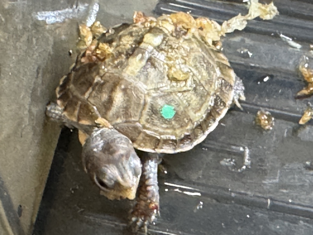 KOBU JAPAN 2025CB グリーン左点 セレクト個体（ベビー）