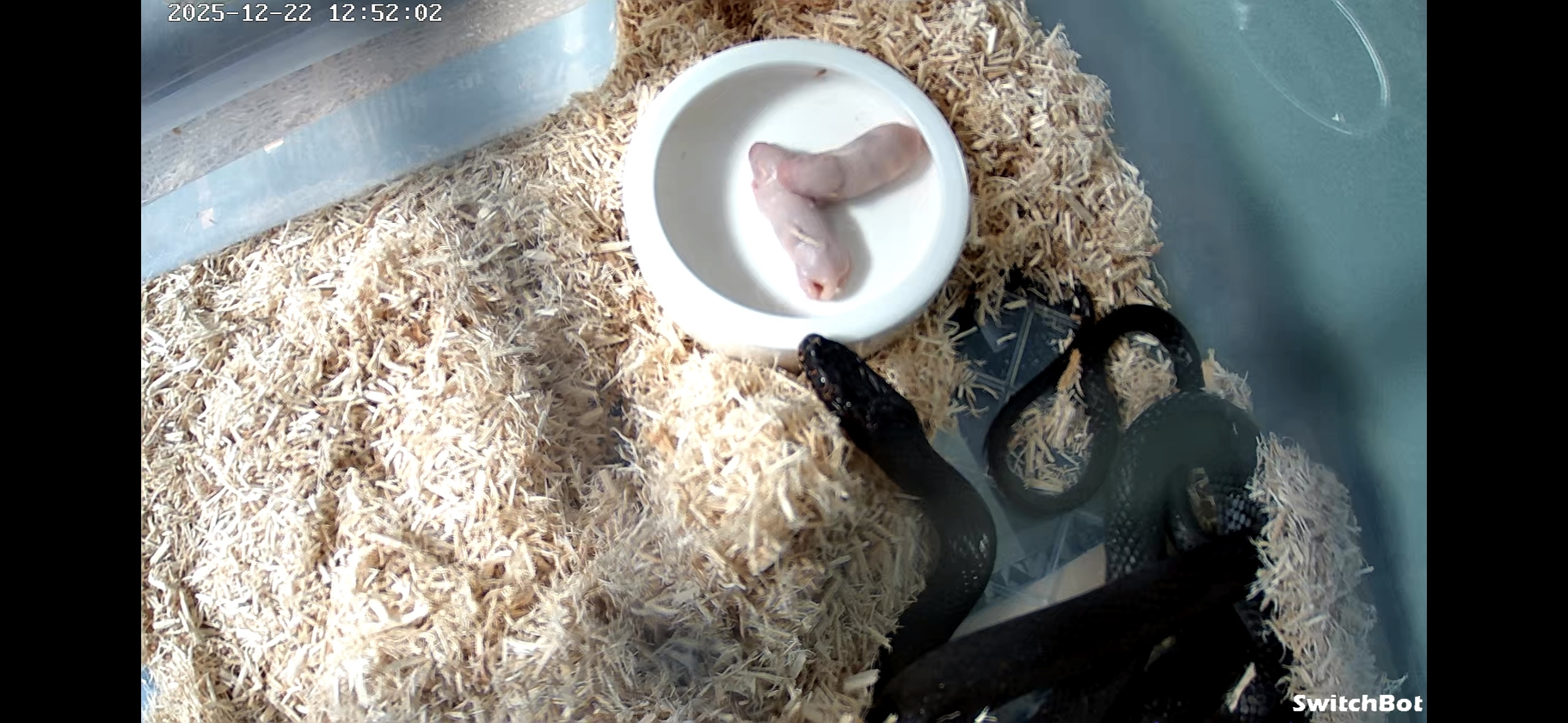 オオレーサー（Dolichophis jugularis）｜WCメス個体