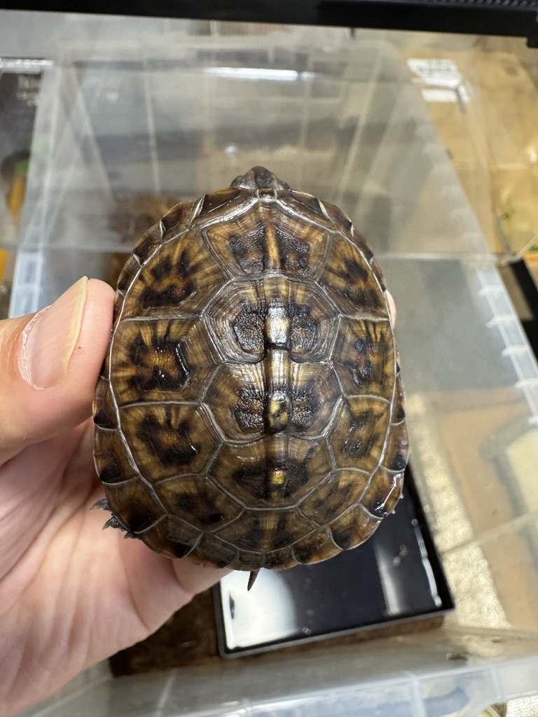 トウブハコガメ（kame-yaナオ Y1血統 2025CB）