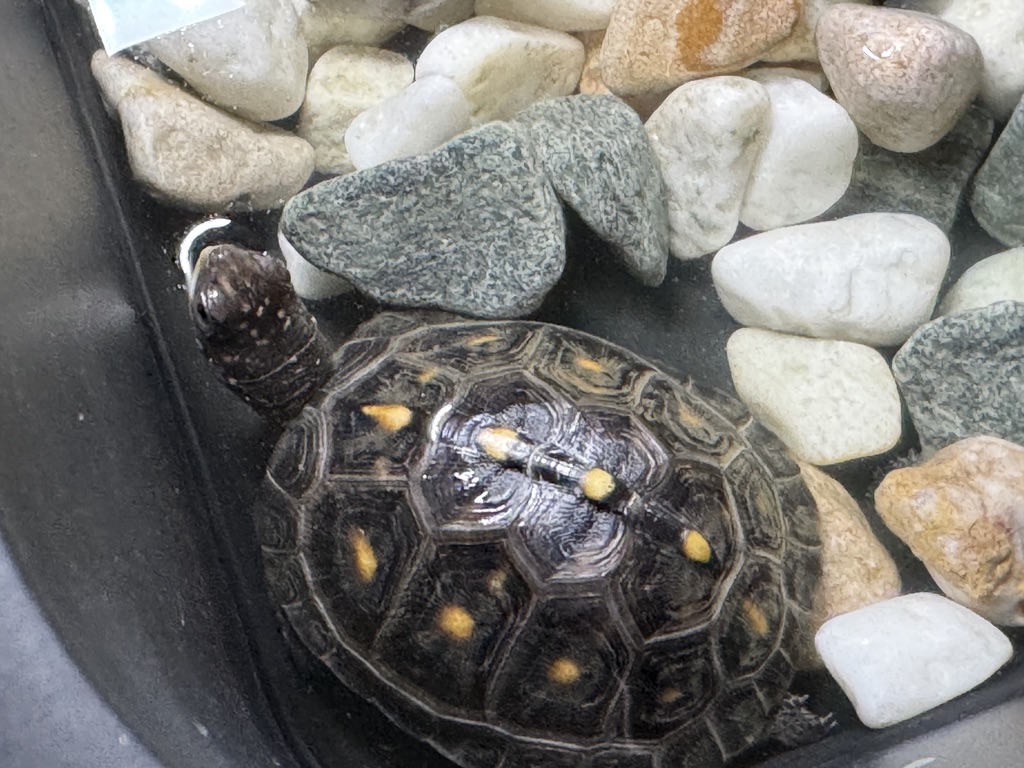 ブラックガルフコーストハコガメ（Terrapene carolina major）｜kame-yaナオ ブラックガルフBG1血統 2025CB