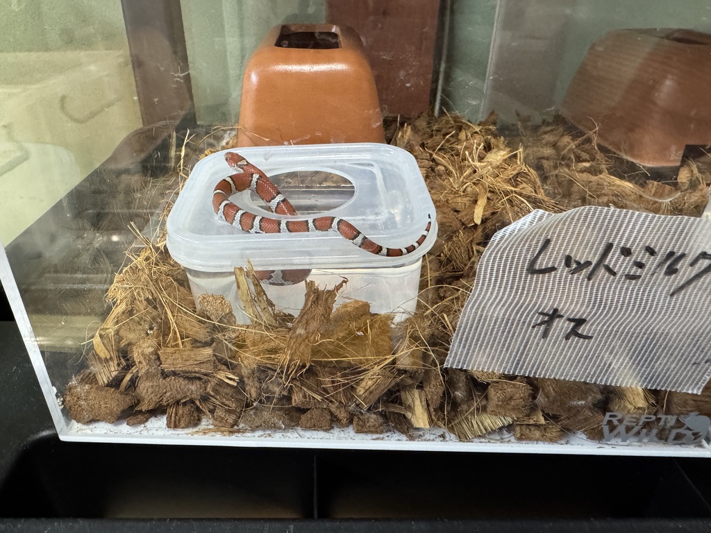 レッドミルクスネーク