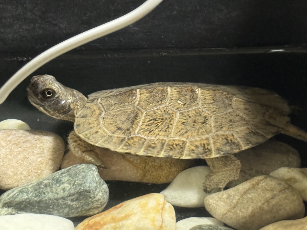 カメ・ベビー用保温育成環境（モリイシガメ）