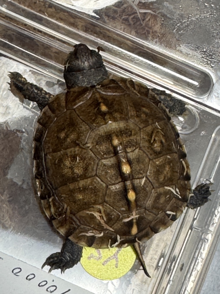 トウブハコガメkame-yaナオ YS血統 2025CB ベビー