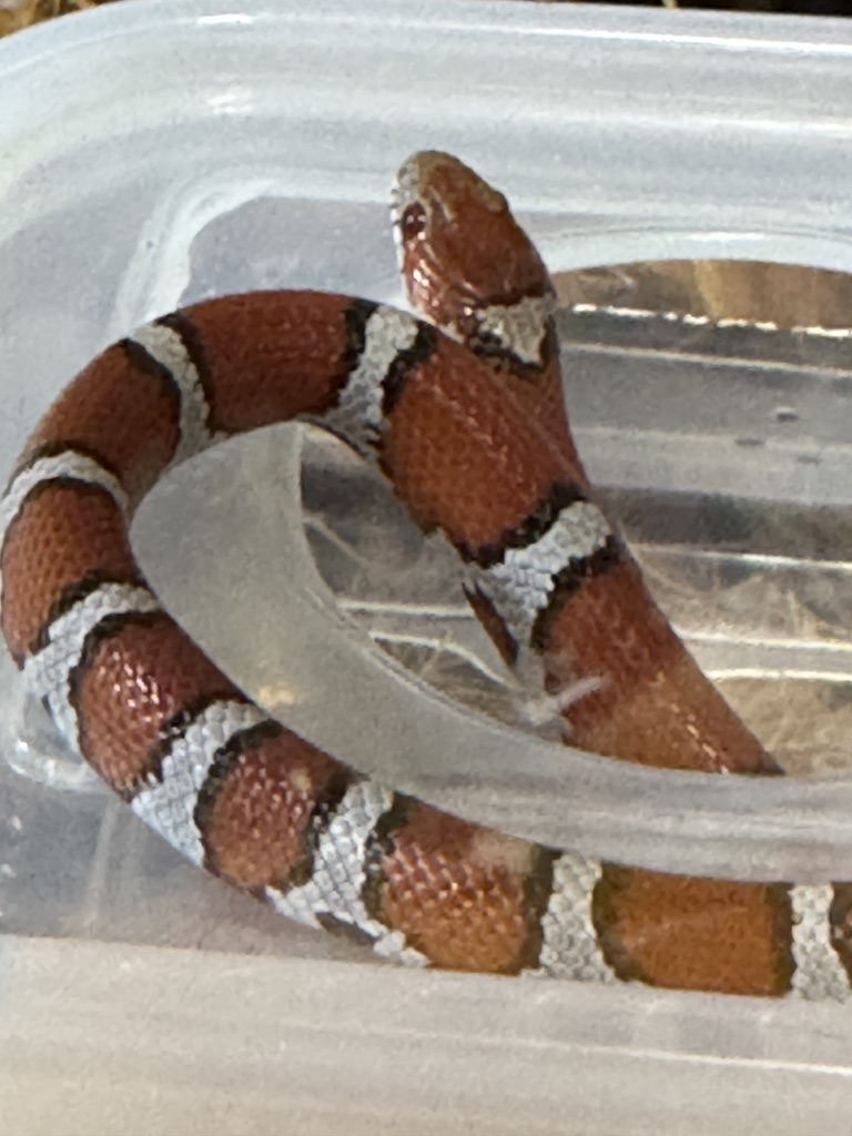 レッドミルクスネーク