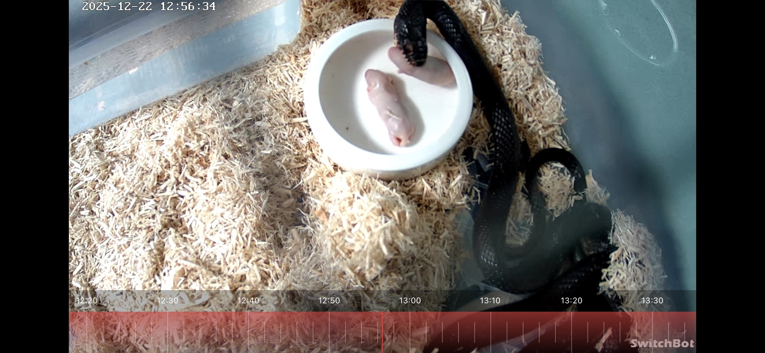 オオレーサー（Dolichophis jugularis）｜WCメス個体