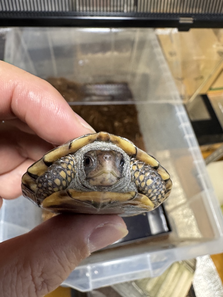 トウブハコガメ（kame-yaナオ Y1血統 2025CB）