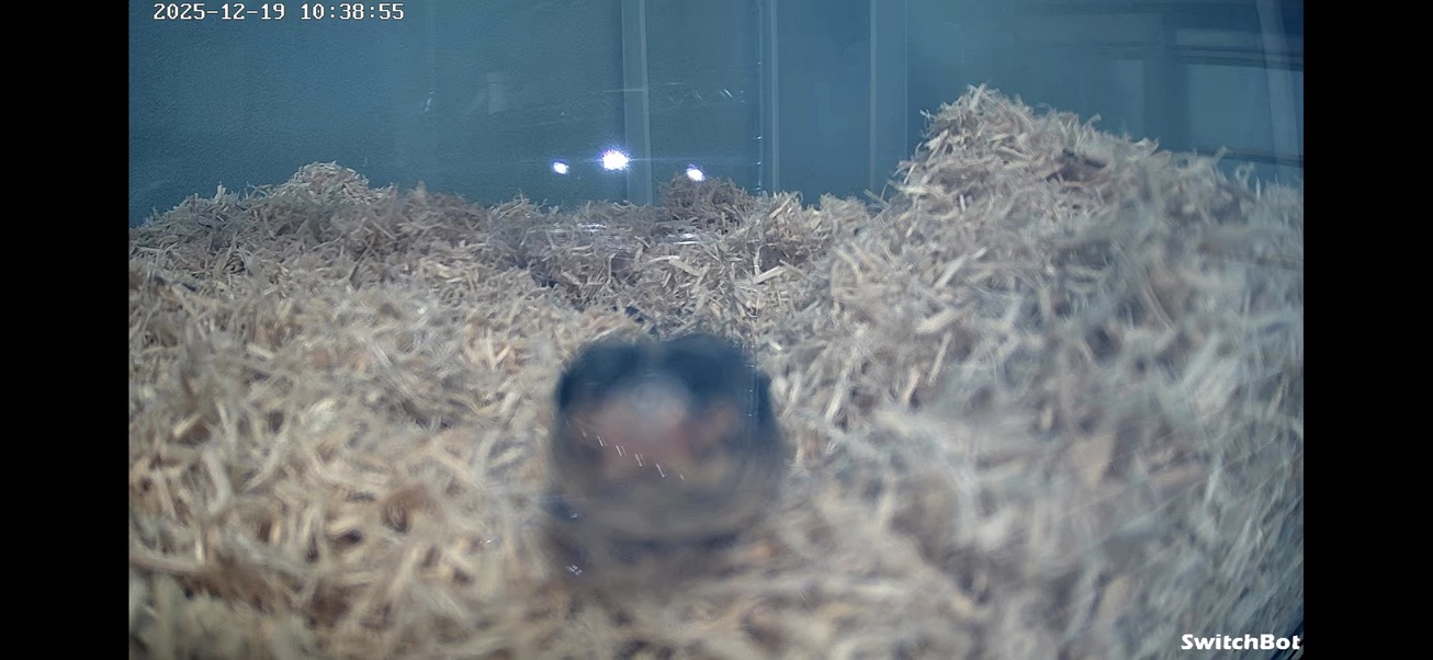 オオレーサー（Dolichophis jugularis）｜WCメス個体