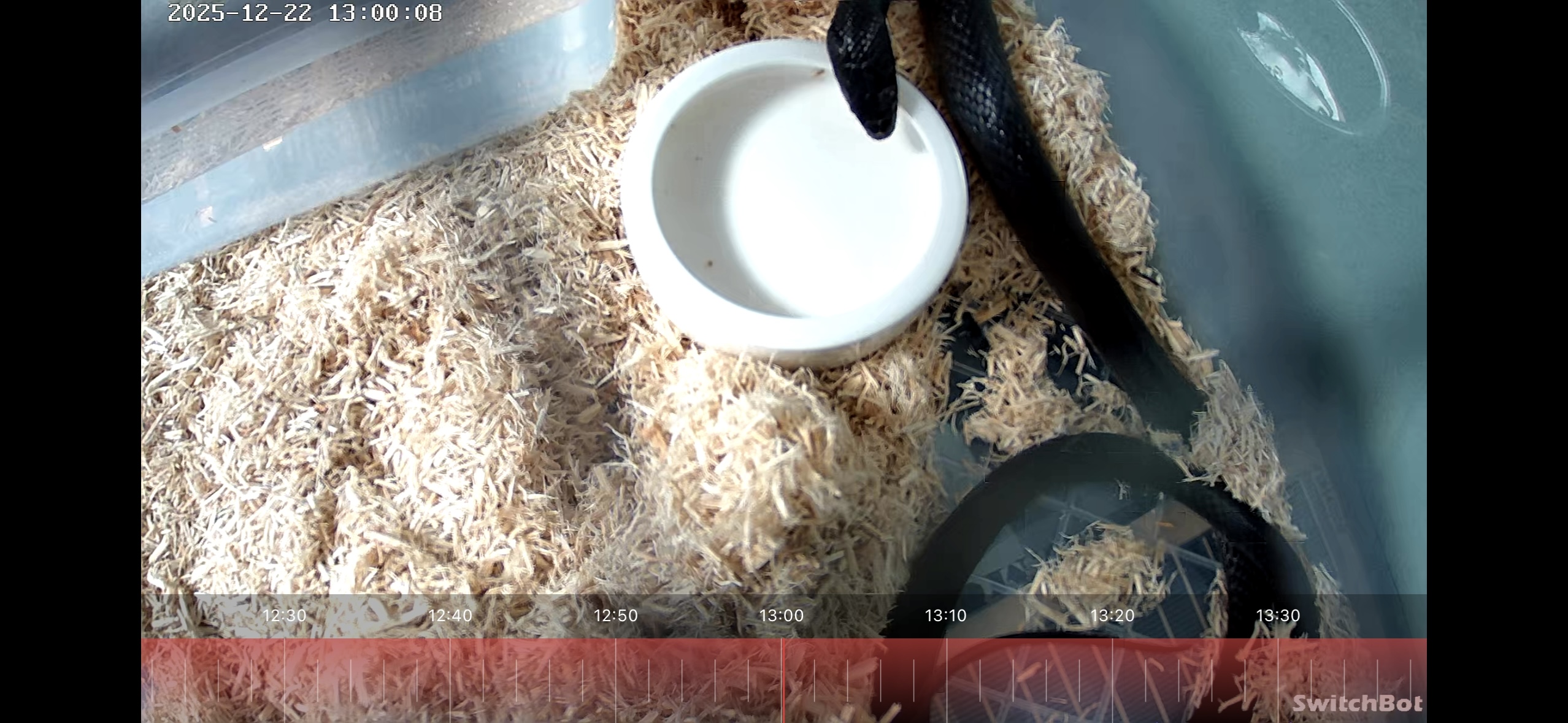 オオレーサー（Dolichophis jugularis）｜WCメス個体