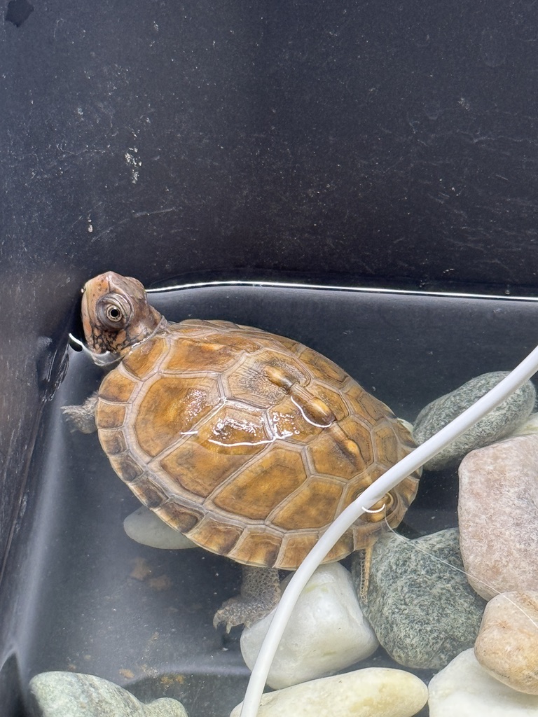 トウブハコガメkame-yaナオ YS血統 2025CB