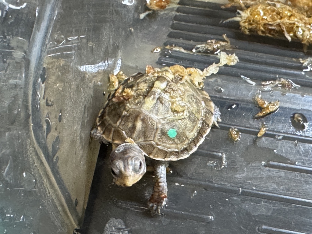 KOBU JAPAN 2025CB グリーン左点 セレクト個体（ベビー）