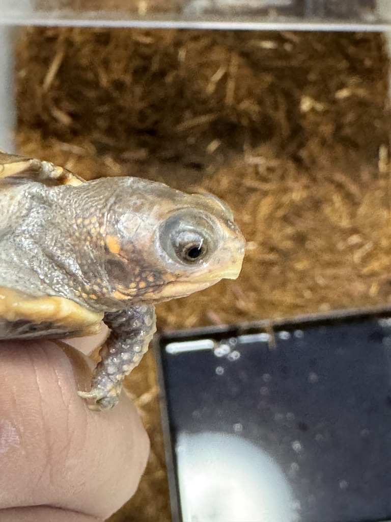 トウブハコガメ（Terrapene carolina carolina）ベビー