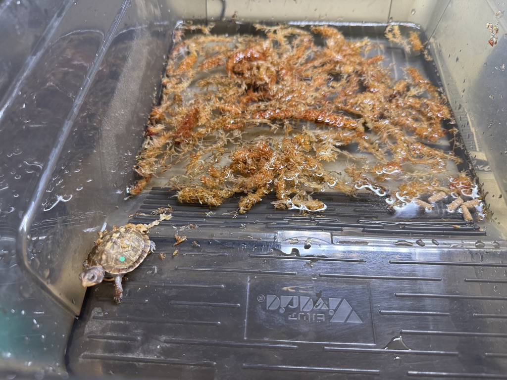 KOBU JAPAN 2025CB グリーン左点 セレクト個体（ベビー）