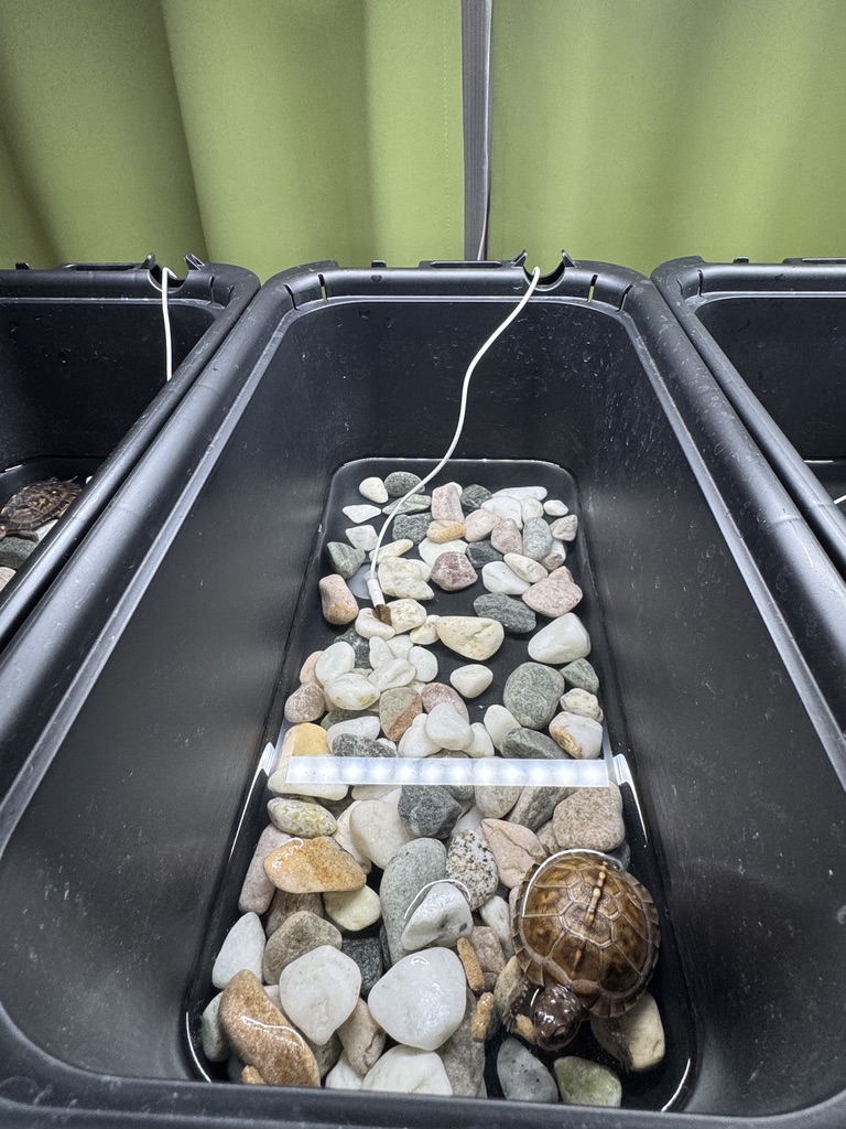 カメ・ベビー用保温育成環境（トウブハコガメ）