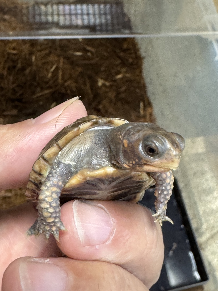 トウブハコガメ（Terrapene carolina carolina）ベビー