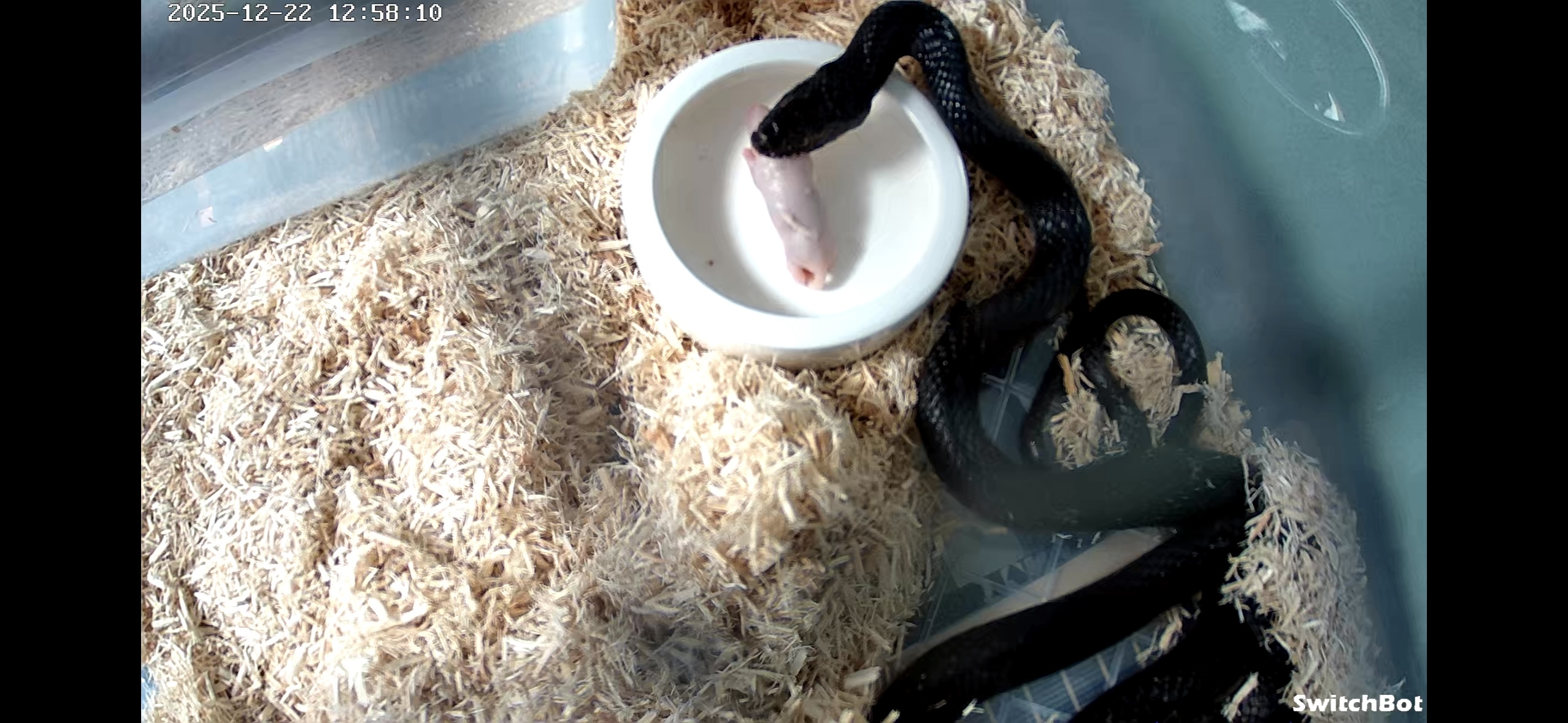 オオレーサー（Dolichophis jugularis）｜WCメス個体