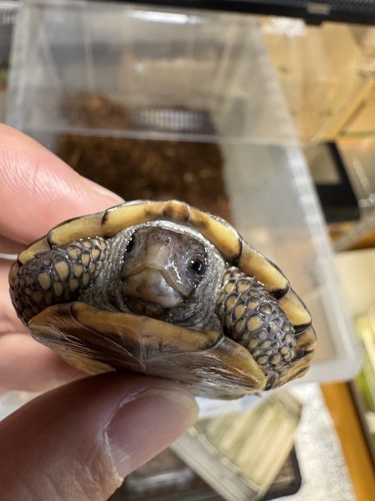 トウブハコガメ（kame-yaナオ Y1血統 2025CB）