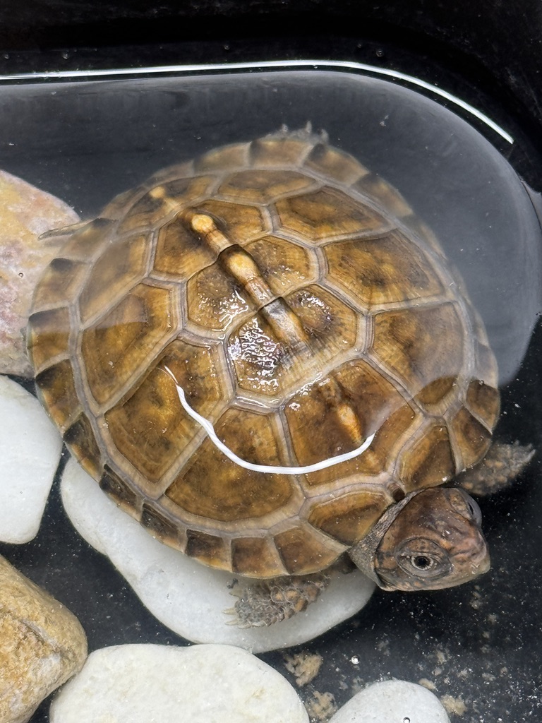 トウブハコガメkame-yaナオ YS血統 2025CB