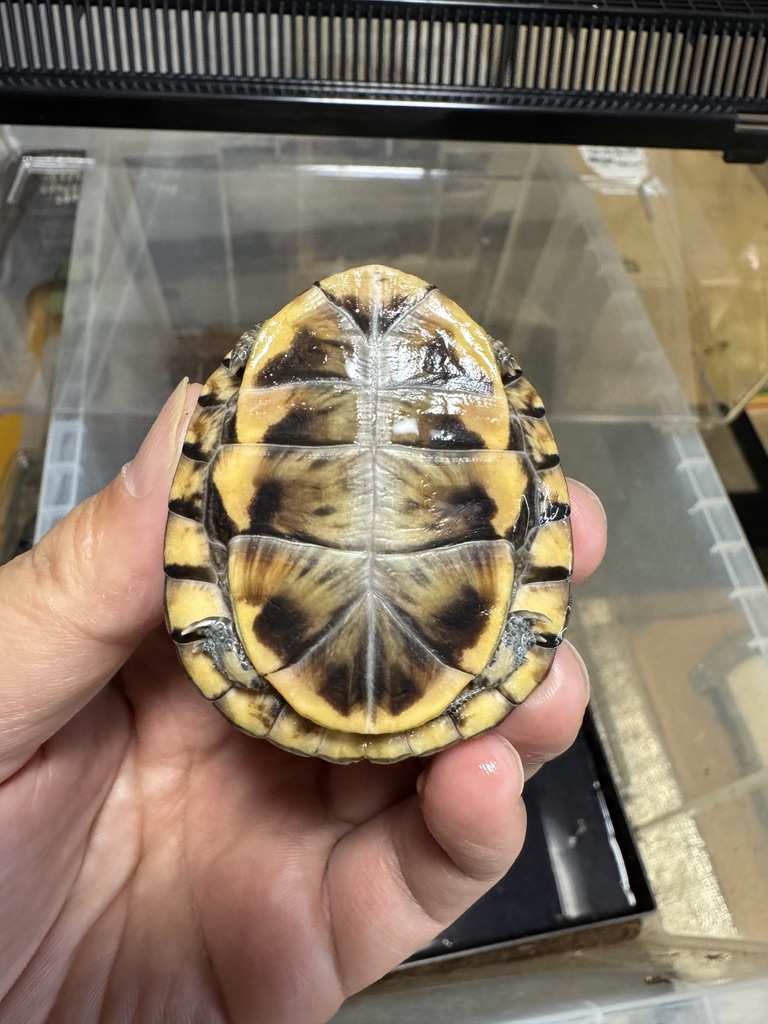 トウブハコガメ（kame-yaナオ Y1血統 2025CB）