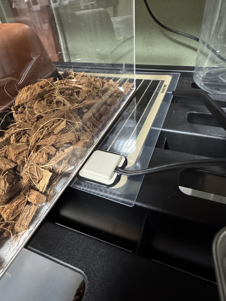 レッドミルクスネーク（Lampropeltis triangulum syspila）飼育環境