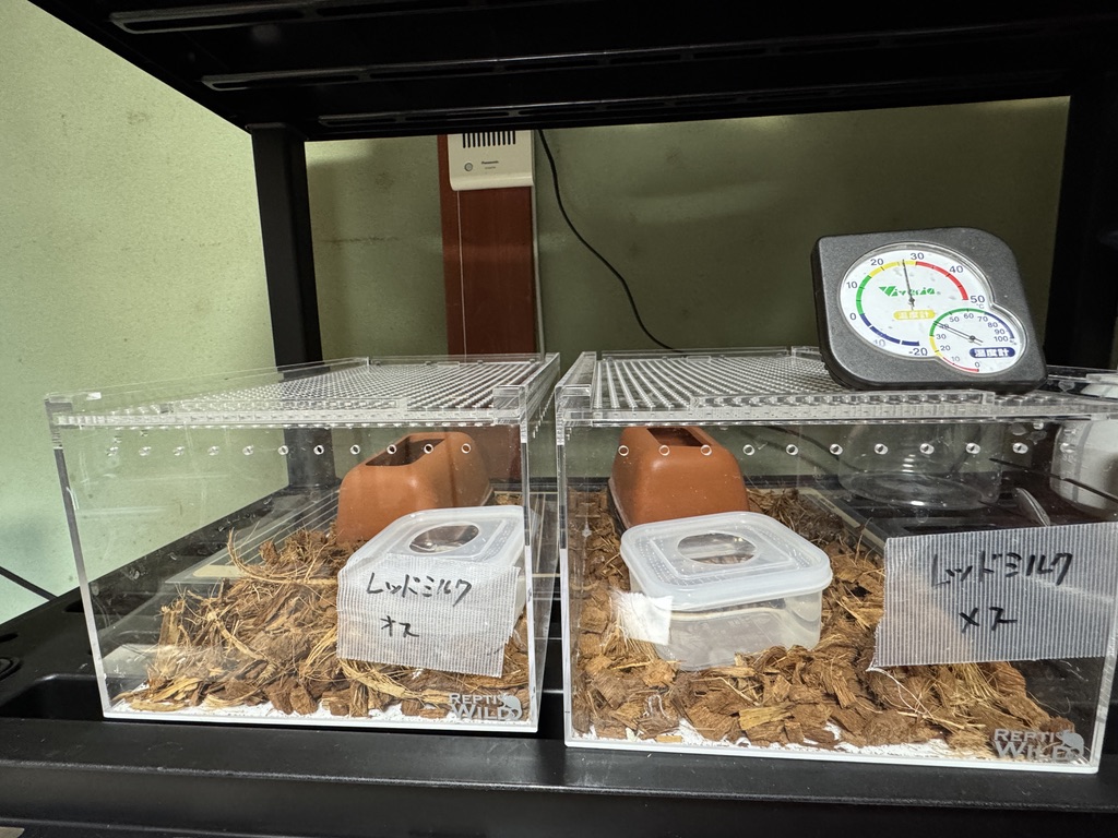 レッドミルクスネーク（Lampropeltis triangulum syspila）飼育環境