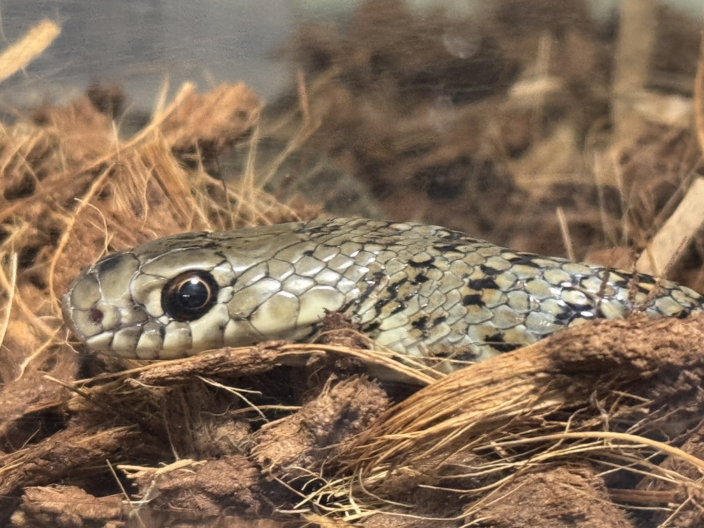 オオレーサー（Dolichophis jugularis）の幼体