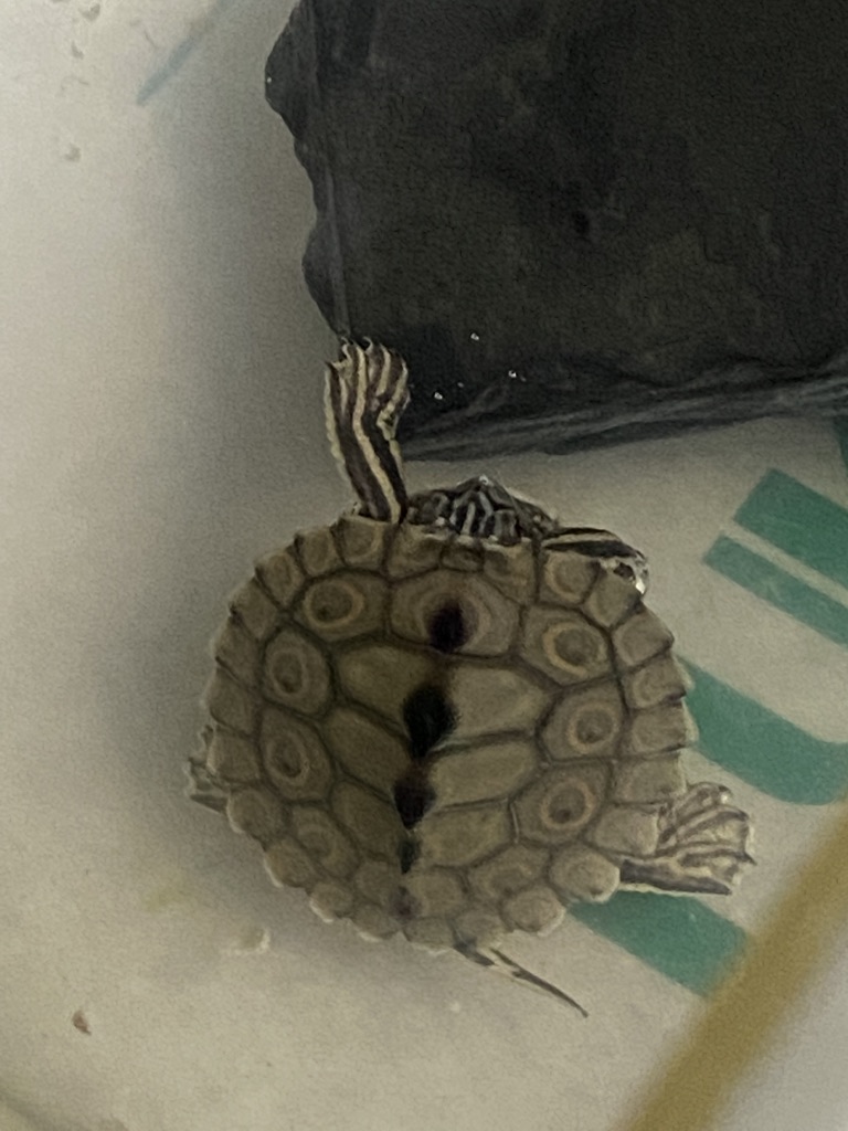 ワモンチズガメ_ぶら下がり寝2