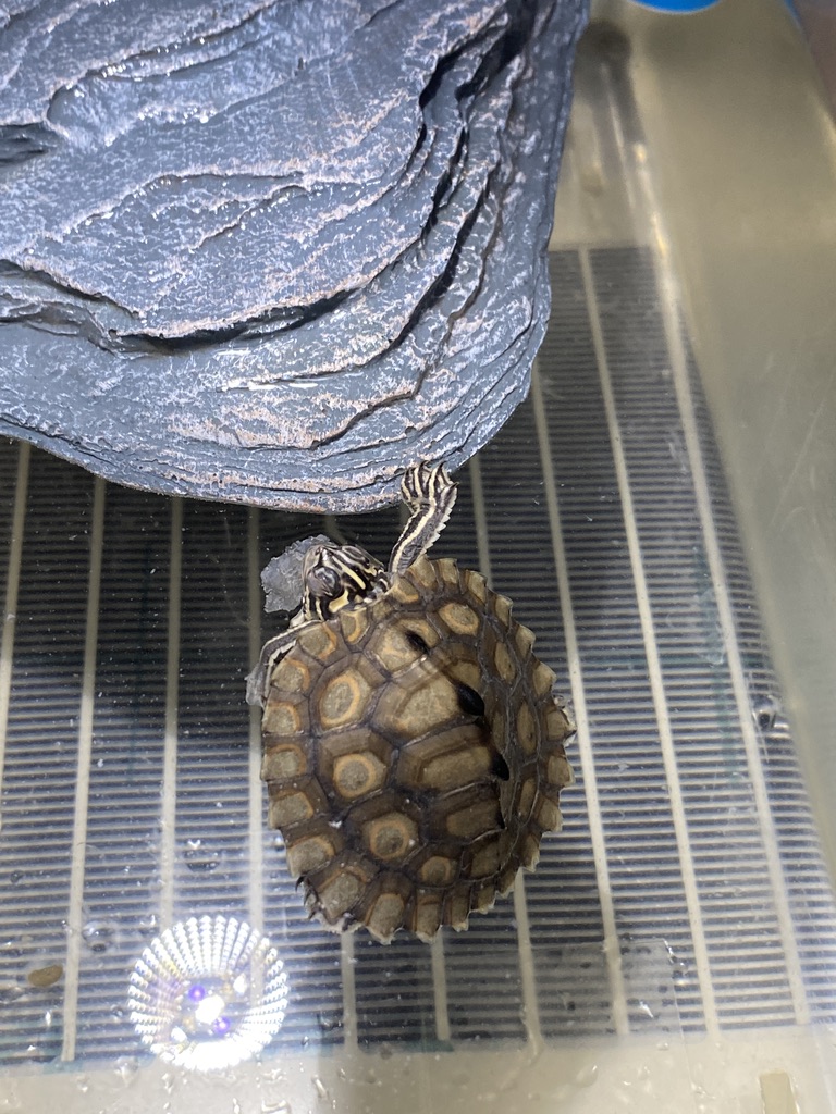 ワモンチズガメ_ぶら下がり寝5