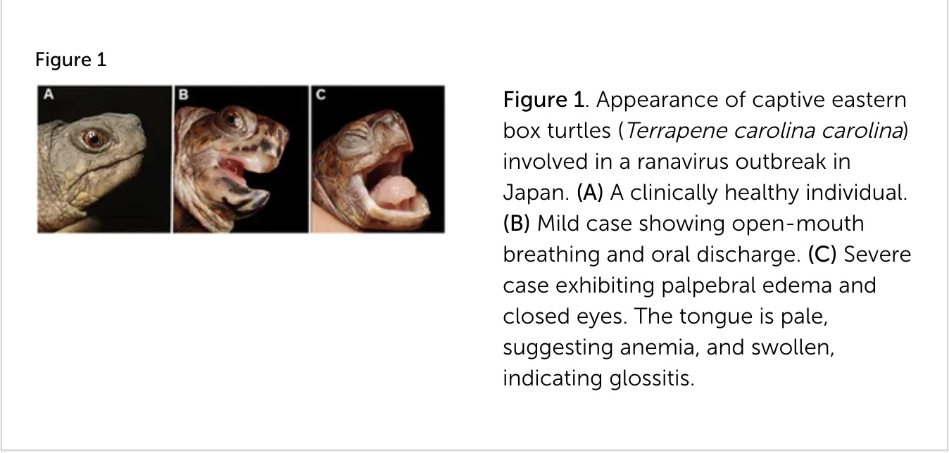 トウブハコガメのラナウイルス感染画像