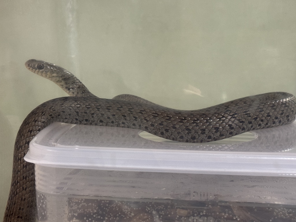 オオレーサー（Dolichophis jugularis）の幼体