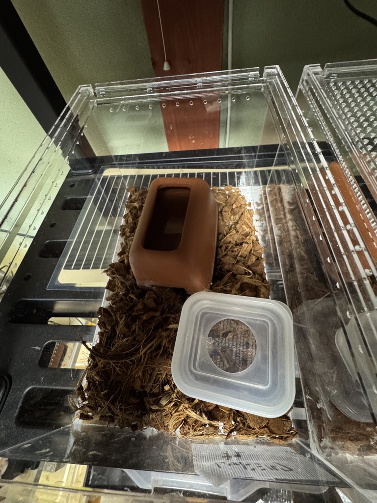 レッドミルクスネーク（Lampropeltis triangulum syspila）飼育環境