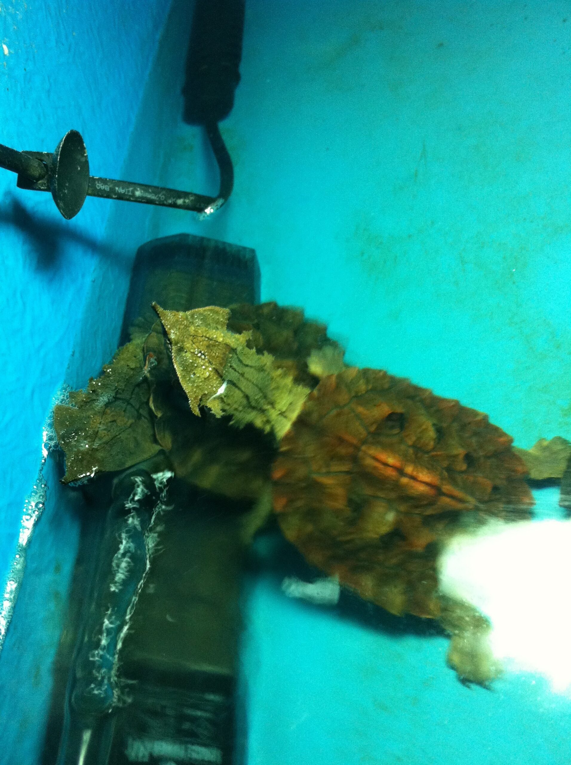 オリノコマタマタ