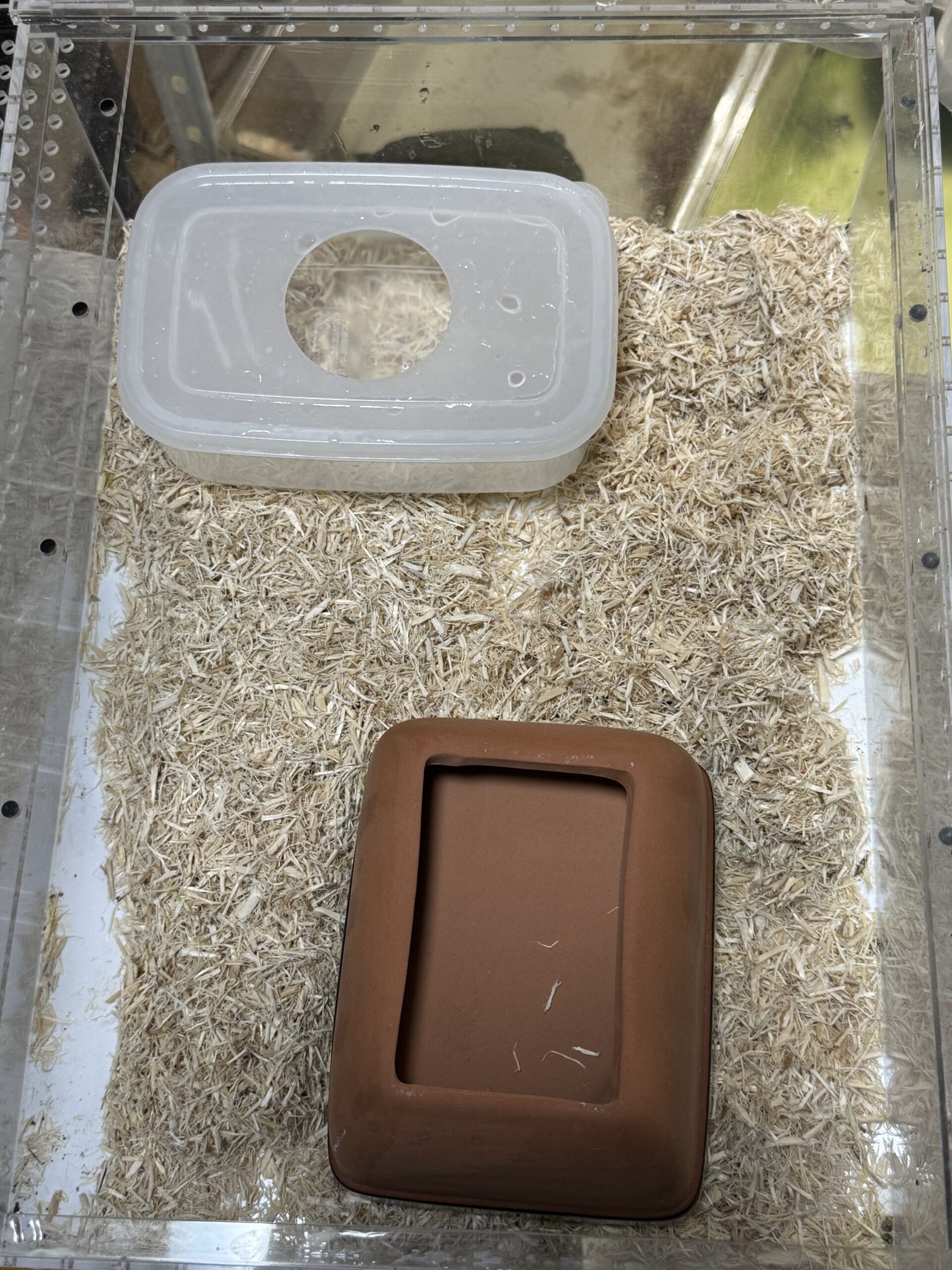 ハナナガヘビ（Rhinocheilus lecontei）飼育環境