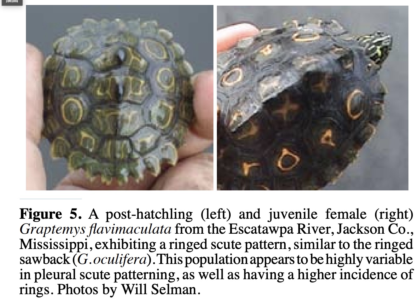 キマダラチズガメ（Graptemys flavimaculata）Escatawpa River（東端個体群）