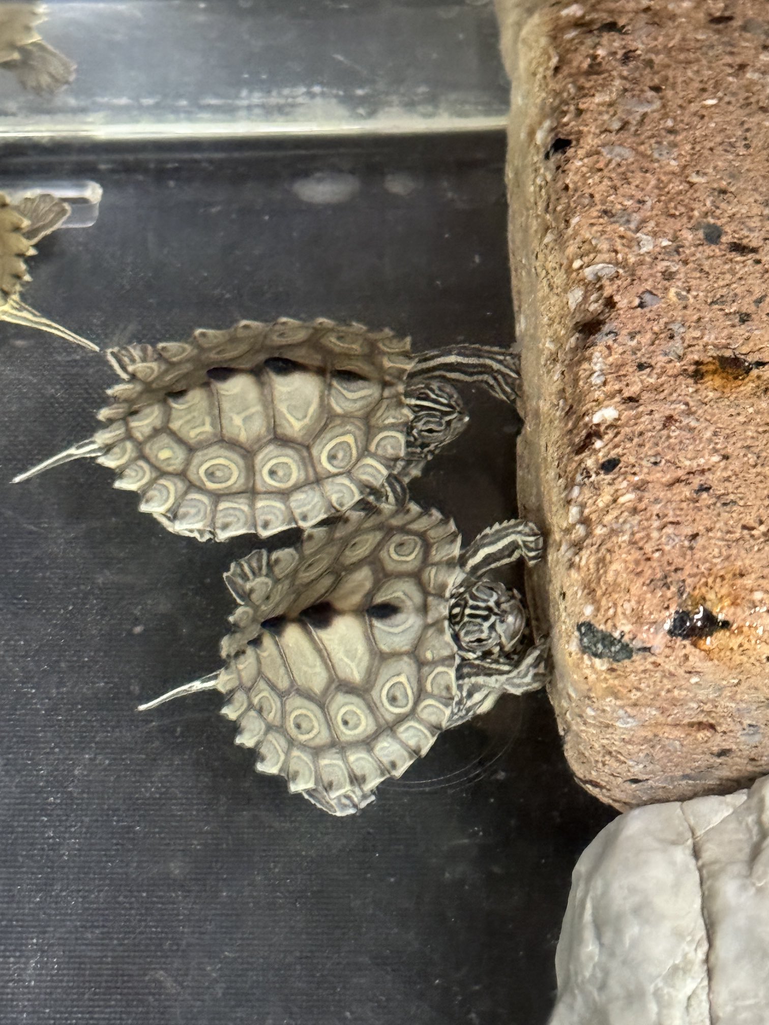 ワモンチズガメ_ぶら下がり寝1