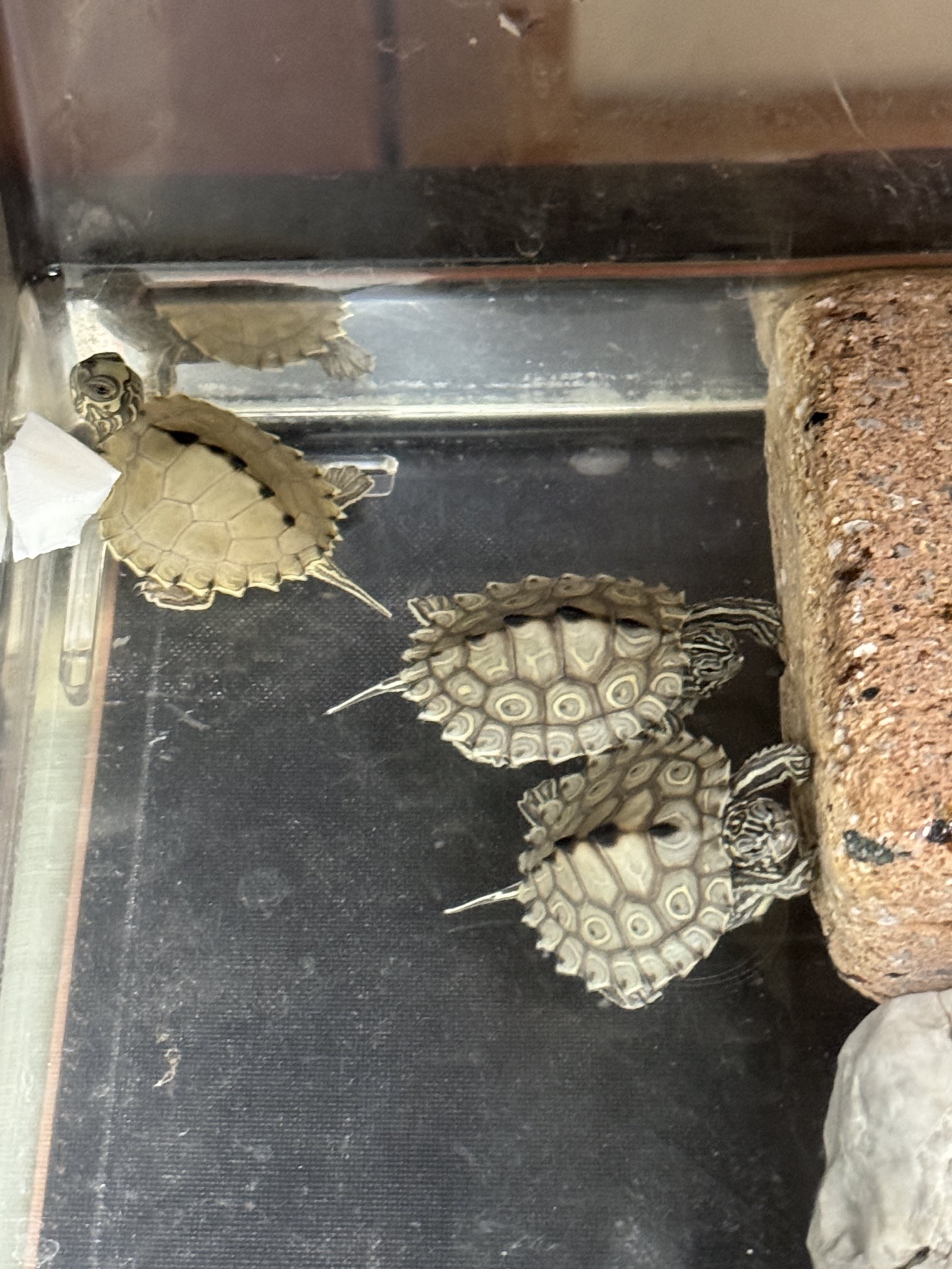 ワモンチズガメ_ぶら下がり寝3