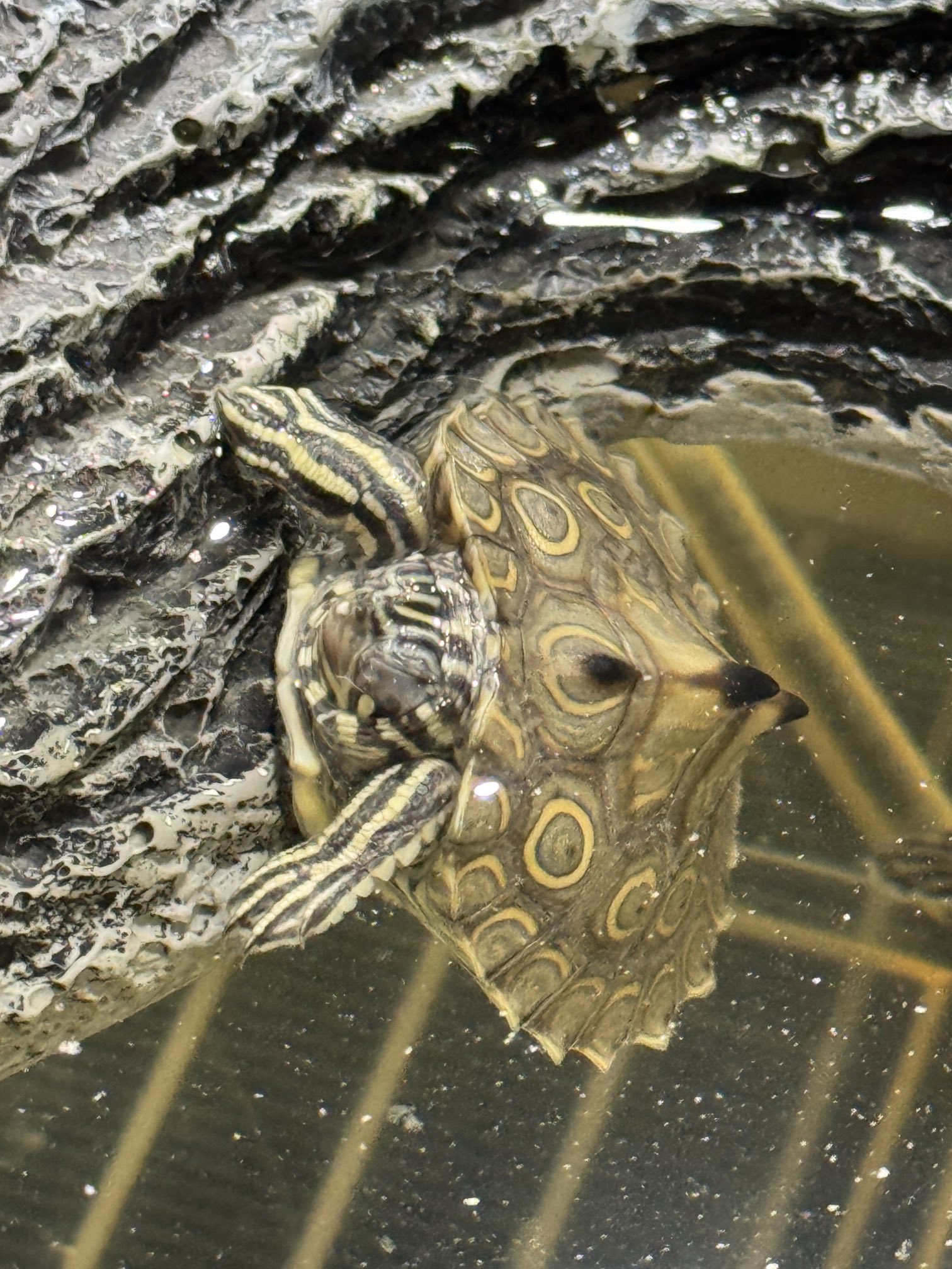 ワモンチズガメ_ぶら下がり寝4