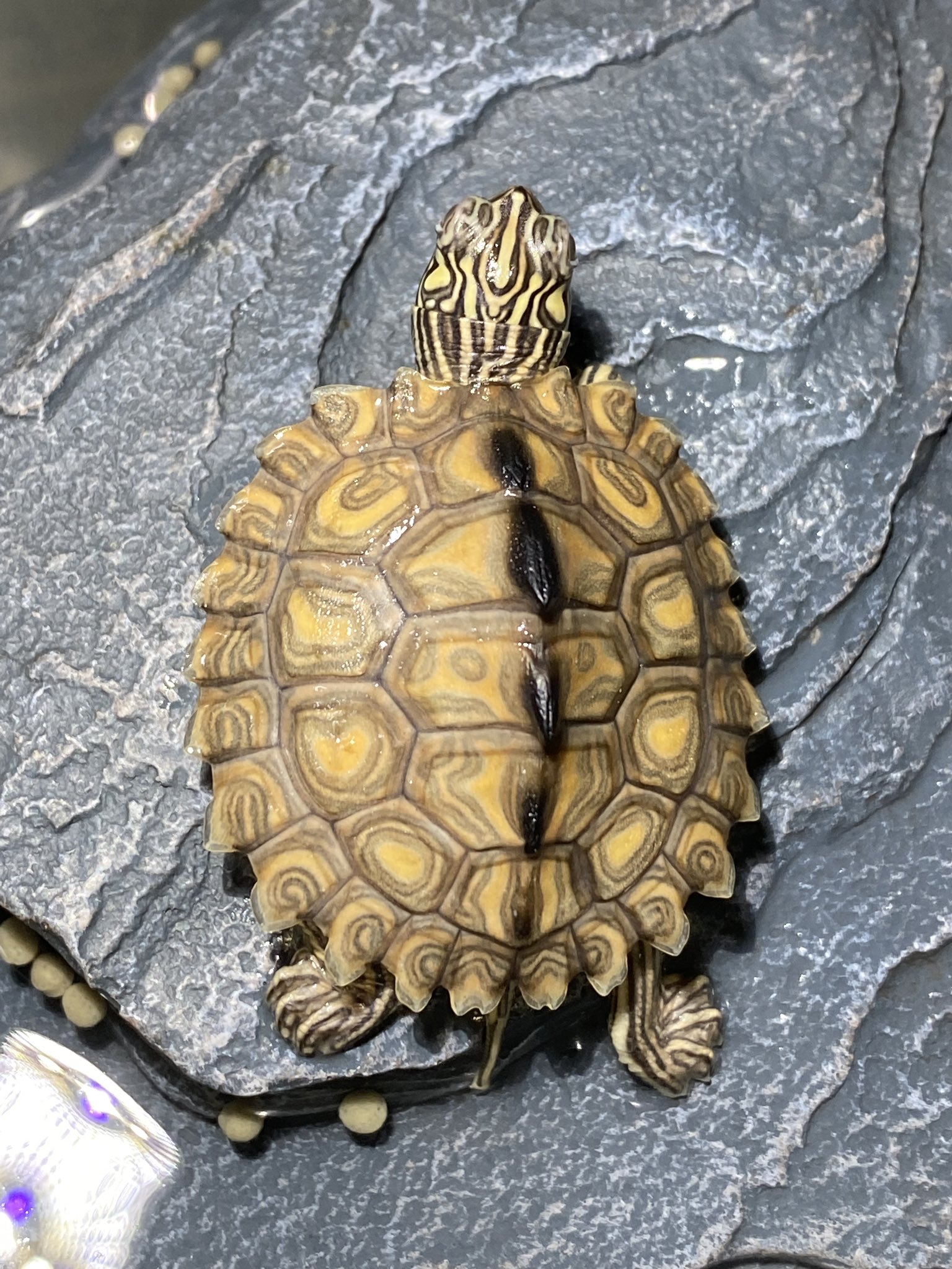 キマダラチズガメ（Graptemys flavimaculata）Escatawpa River（東端個体群）