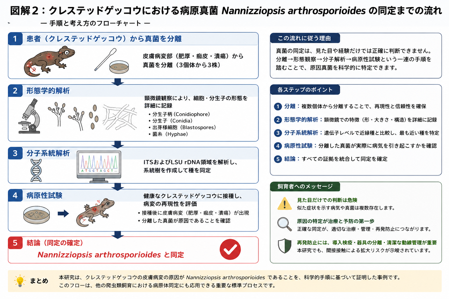 クレステッドゲッコーとガーゴイルゲッコーにおけるNannizziopsis感染症2