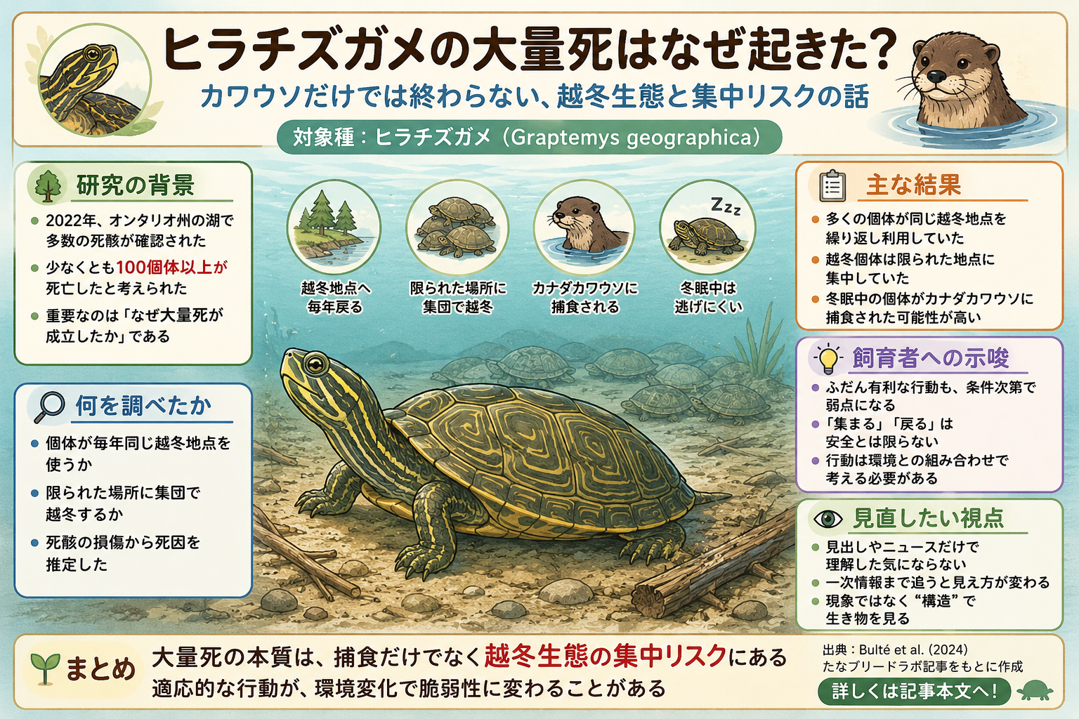 ヒラチズガメ_ナショジオ_図解1