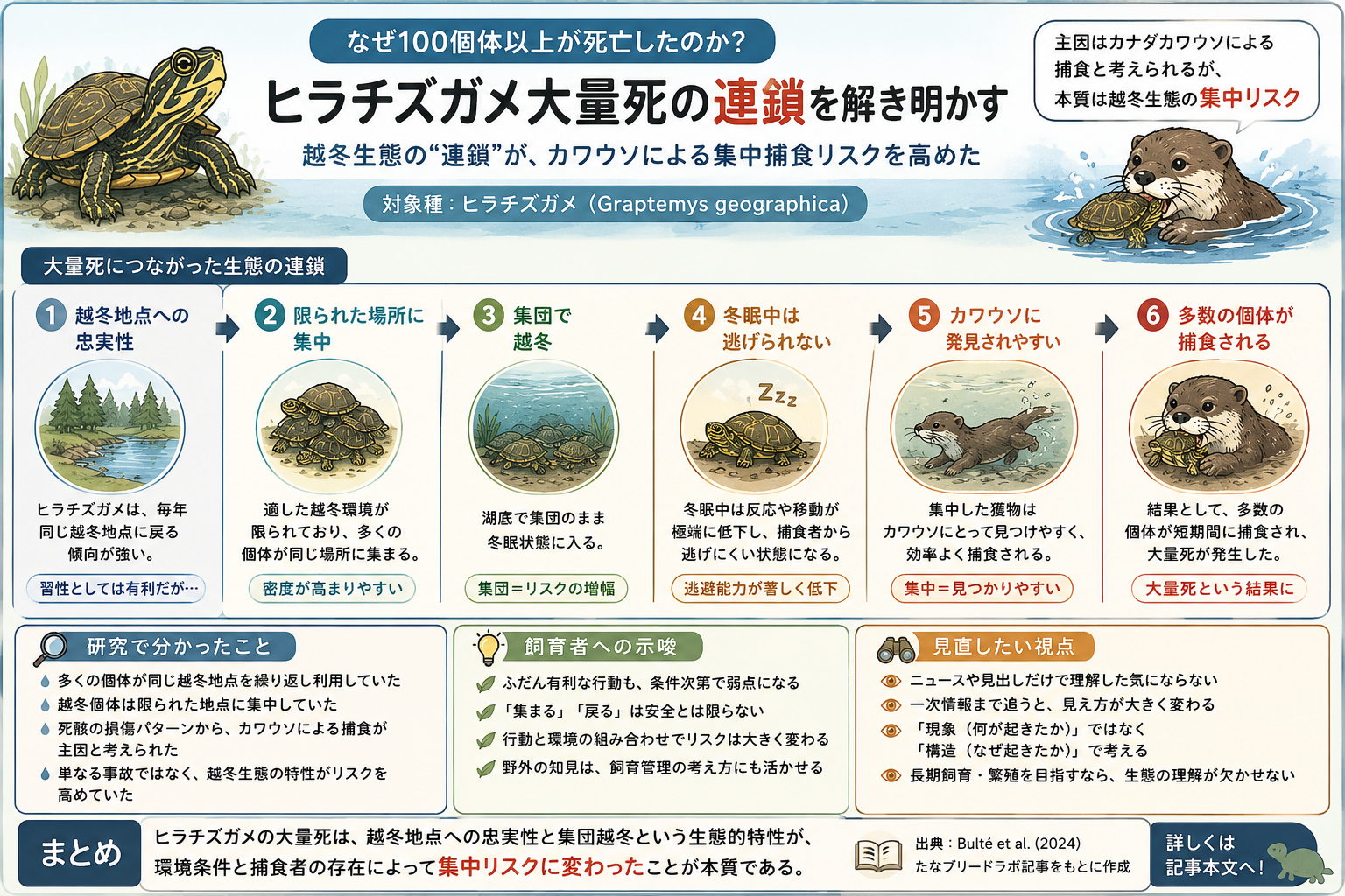 ヒラチズガメ_ナショジオ_図解2