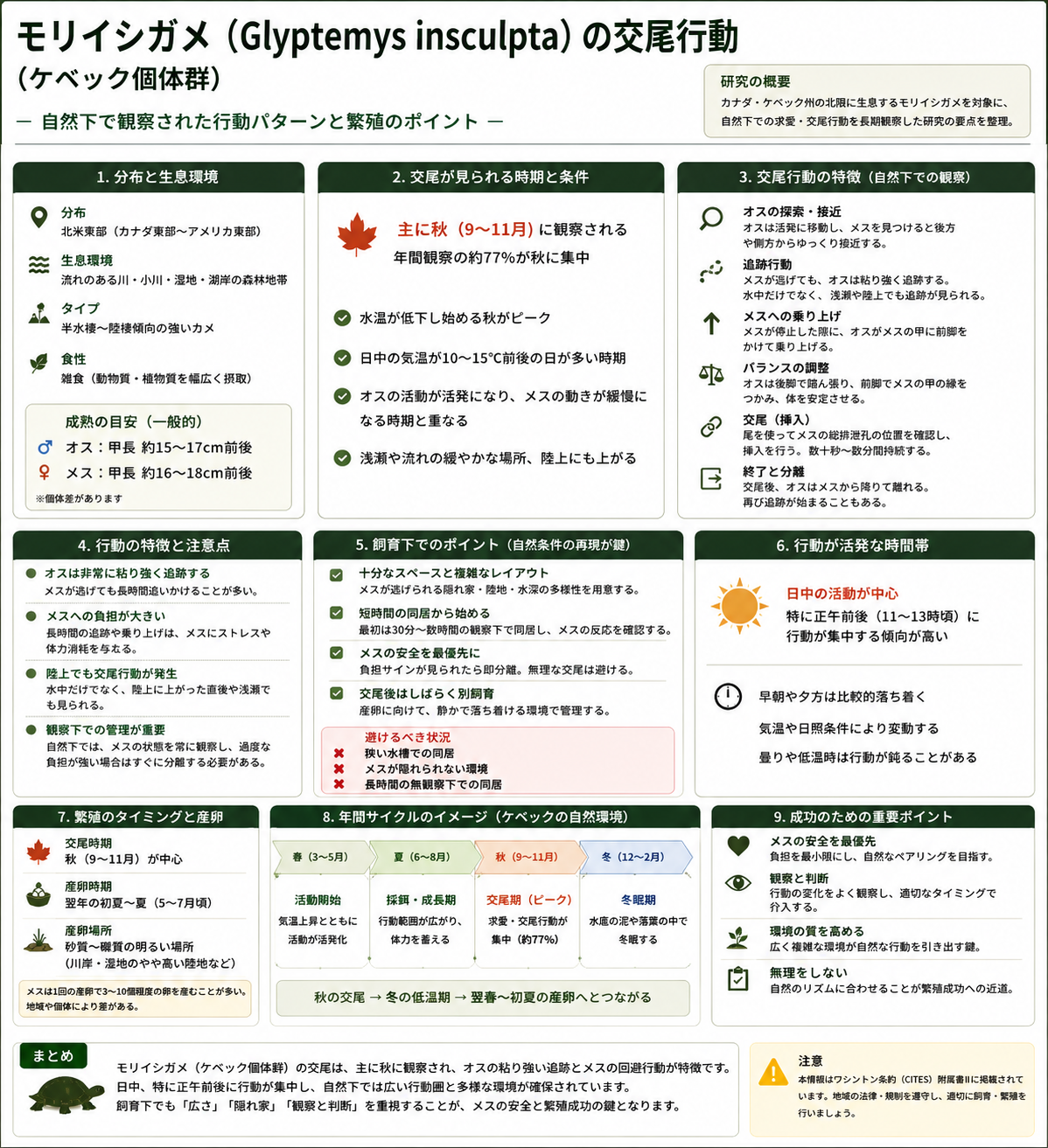 モリイシガメ交尾行動