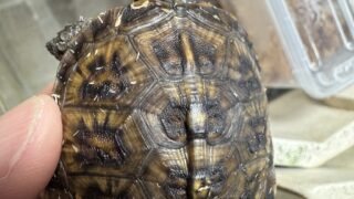 トウブハコガメ（kame-yaナオ Y1血統 2025CB）