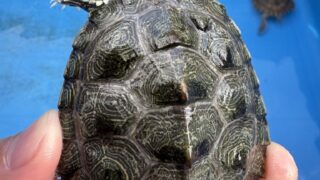 ケイグルチズガメ（Graptemys caglei）