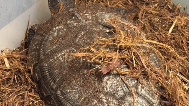 モリイシガメ（Glyptemys insculpta）メス