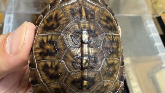 トウブハコガメ（kame-yaナオ Y1血統 2025CB）