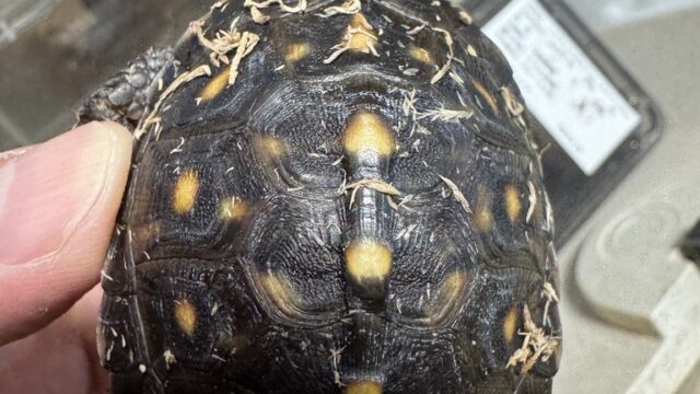 ブラックガルフコーストハコガメ（Terrapene carolina major）｜kame-yaナオ ブラックガルフ系統