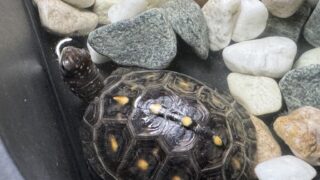 ブラックガルフコーストハコガメ（Terrapene carolina major）｜kame-yaナオ ブラックガルフBG1血統 2025CB