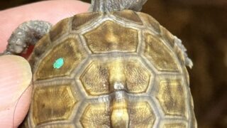 トウブハコガメ（Terrapene carolina carolina）ベビー