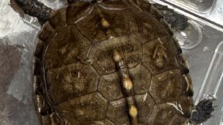 トウブハコガメkame-yaナオ YS血統 2025CB ベビー